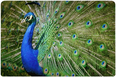 If you want to succeed in business, you have to be a bit of a peacock